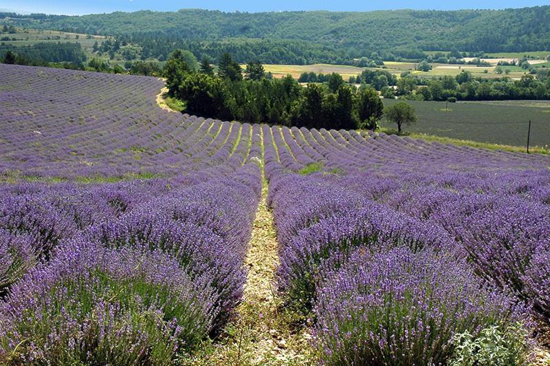 Bed and Breakfast La Bousquatiere Piolenc Екстер'єр фото